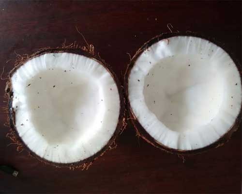 Coconut Coconut